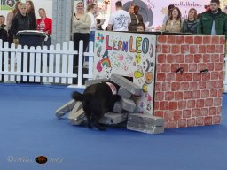 Haustiermesse am 1.03.2026